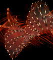   Lion fish dorsal. dorsal  